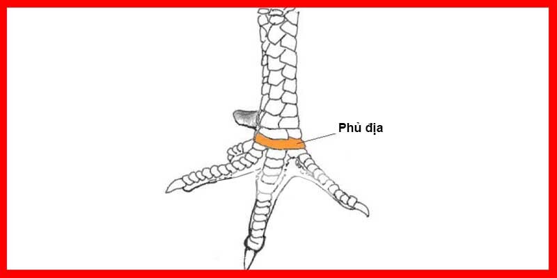 Vảy Phủ Địa thường được quan tâm